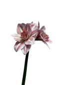 2z9010a3gnrmy0cx7w5t0z1jvc_preview_0-ezremove