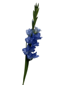g868h3b2pnrmt0cx7w4bjb4apg_preview_0-ezremove