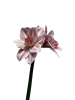 2z9010a3gnrmy0cx7w5t0z1jvc_preview_0-ezremove