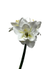 jv8x6ds1s5rmt0cx7w7ttwzw04_preview_0-ezremove