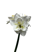 jv8x6ds1s5rmt0cx7w7ttwzw04_preview_0-ezremove